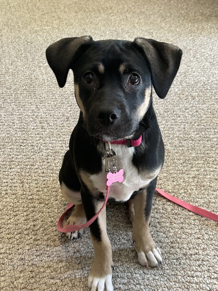 Entry image for Georgie Girl. Clicking this image will show a larger photo