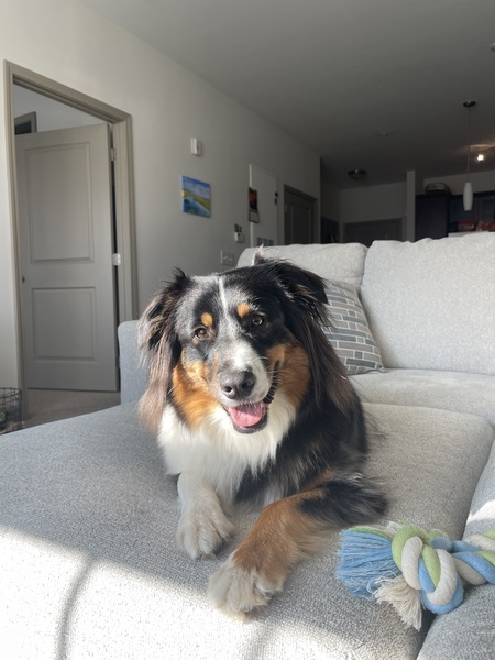 Entry image for Beezus. Clicking this image will show a larger photo