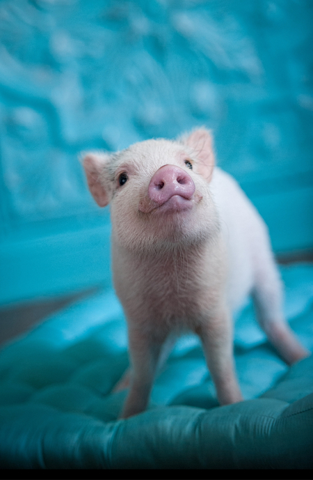 Entry image for Opie. Clicking this image will show a larger photo