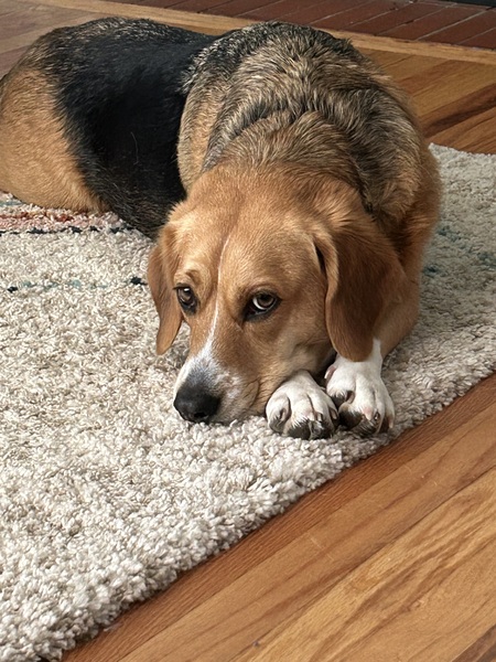 Entry image for Stevie . Clicking this image will show a larger photo