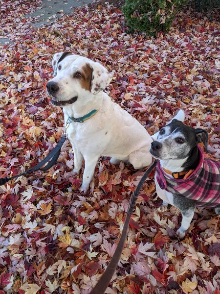 Entry image for Jax & Gypsy. Clicking this image will show a larger photo