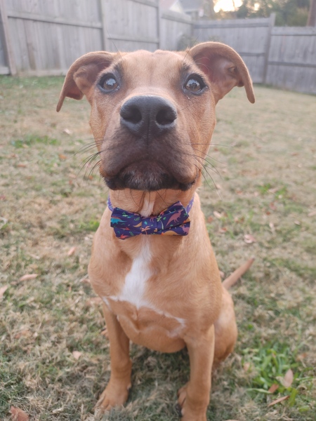 Entry image for Monty. Clicking this image will show a larger photo