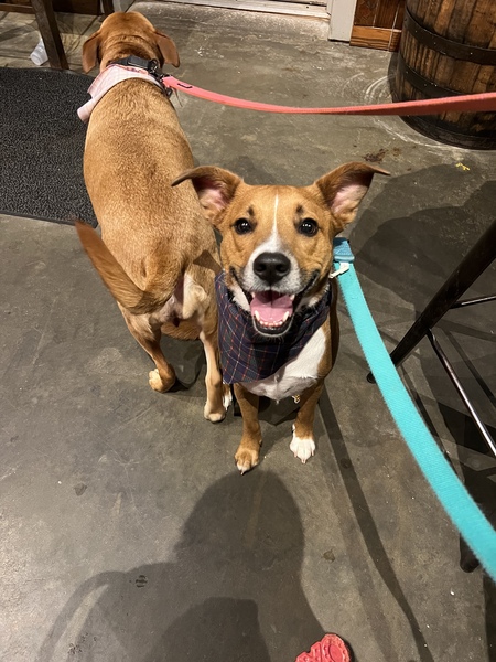 Entry image for Murphy . Clicking this image will show a larger photo