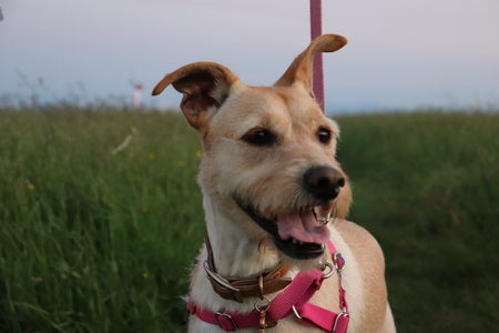 Entry image for Winnie. Clicking this image will show a larger photo