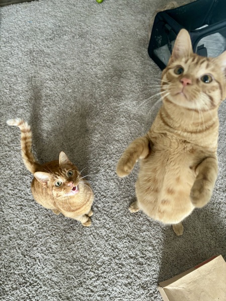 Entry image for Beans and Toast. Clicking this image will show a larger photo