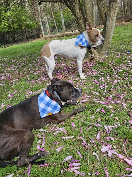 Entry image for Harper and Hootie. Clicking this image will show a larger photo