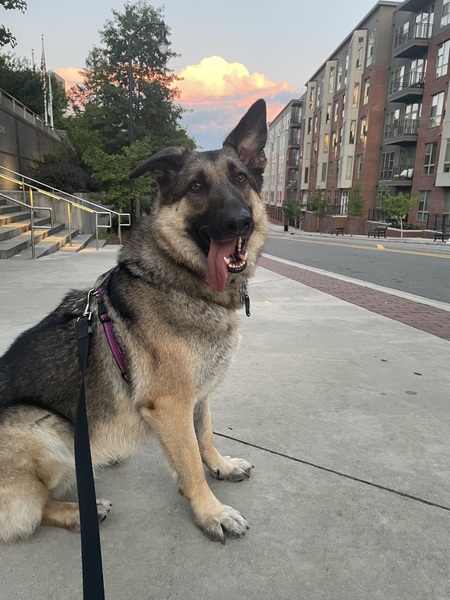 Entry image for Honey. Clicking this image will show a larger photo