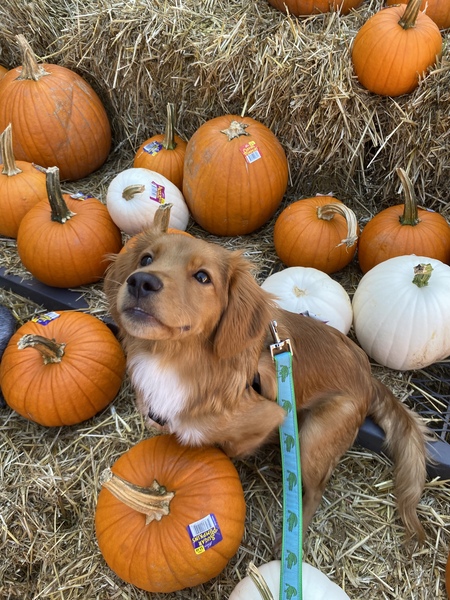 Entry image for Tybee. Clicking this image will show a larger photo