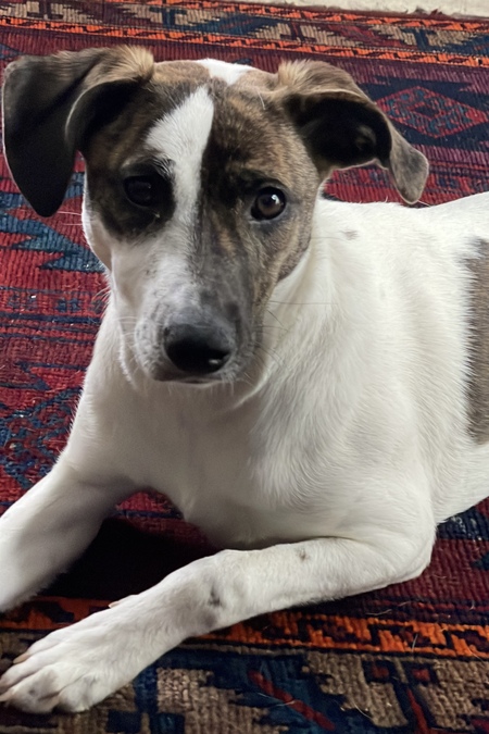 Entry image for Judy Jetson. Clicking this image will show a larger photo