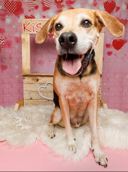 Entry image for Gus. Clicking this image will show a larger photo