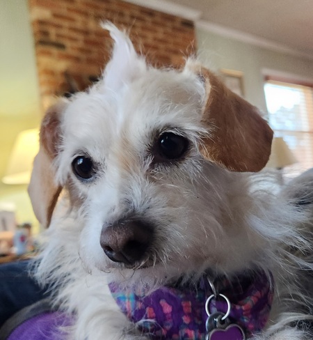 Entry image for Saffy. Clicking this image will show a larger photo