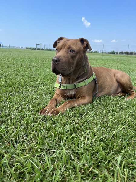 Entry image for Leonardo Nelson. Clicking this image will show a larger photo