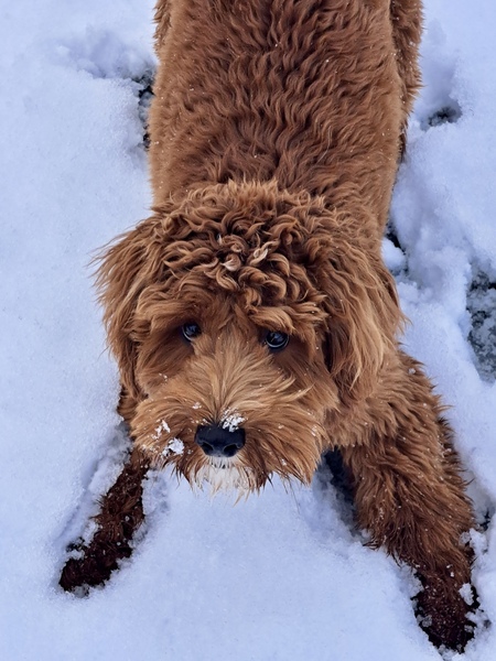 Entry image for Charlie. Clicking this image will show a larger photo