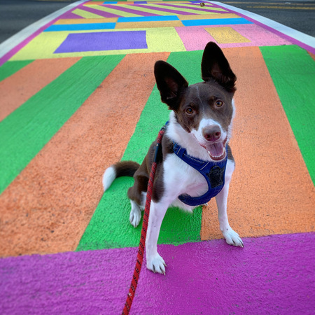 Entry image for Bacon. Clicking this image will show a larger photo