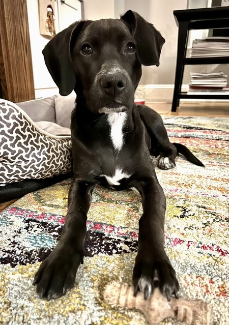 Entry image for Kaya. Clicking this image will show a larger photo