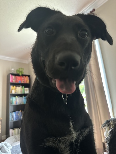 Entry image for Maeve. Clicking this image will show a larger photo