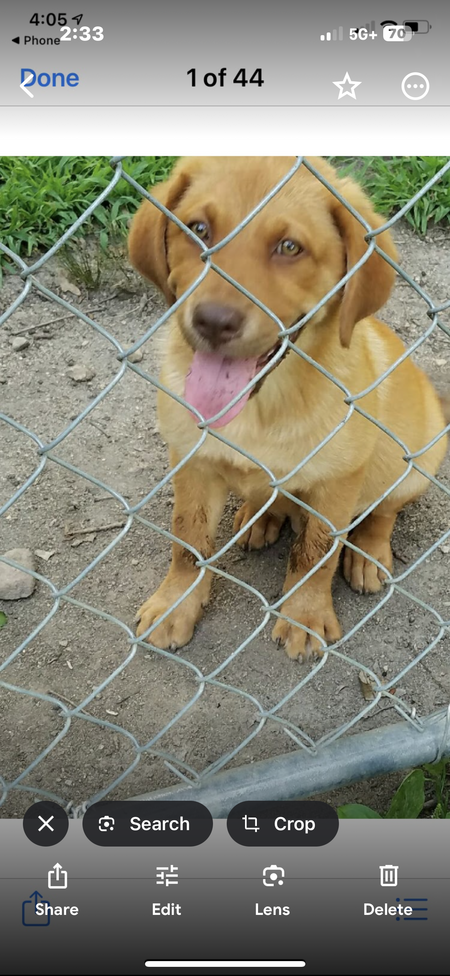 Entry image for Joey. Clicking this image will show a larger photo