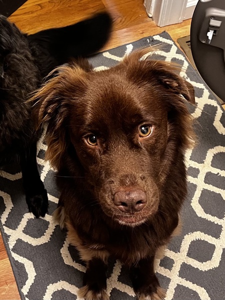 Entry image for Milo. Clicking this image will show a larger photo