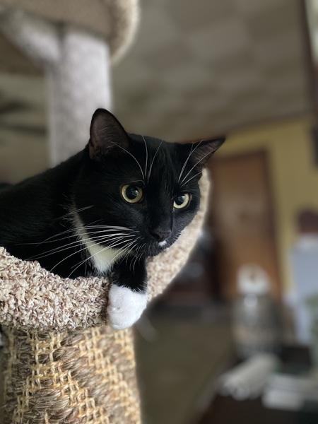 Entry image for Riker. Clicking this image will show a larger photo