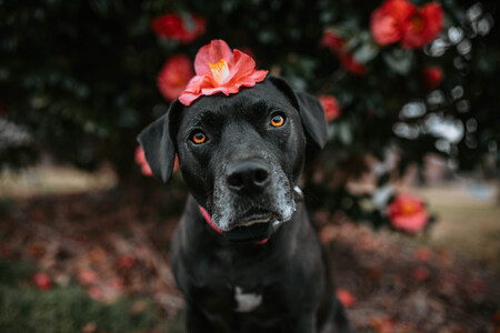 Entry image for Calia. Clicking this image will show a larger photo