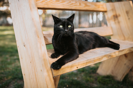 Entry image for Sir. Clicking this image will show a larger photo