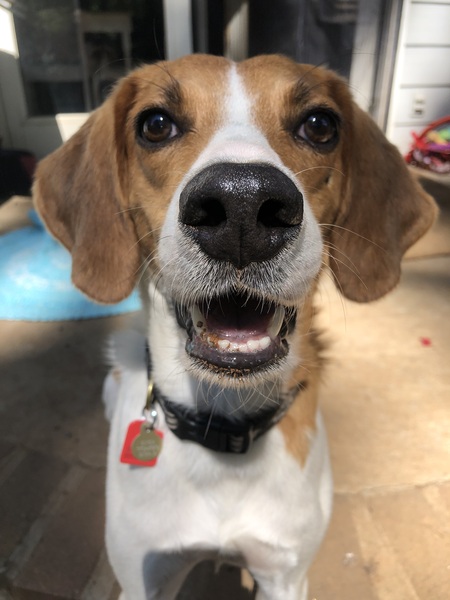 Entry image for Knox. Clicking this image will show a larger photo