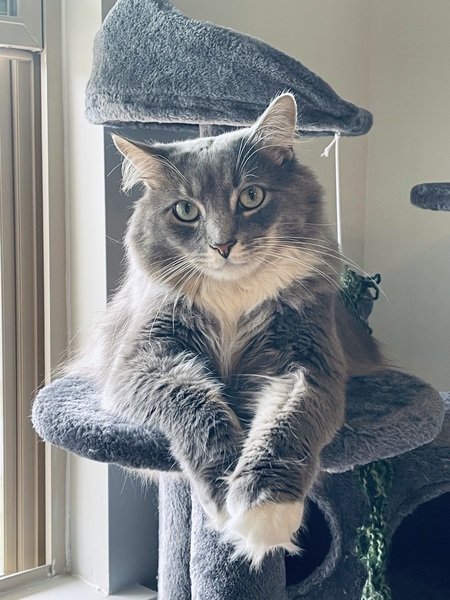 Entry image for Jack Frost . Clicking this image will show a larger photo