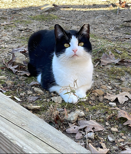 Entry image for Porchie. Clicking this image will show a larger photo