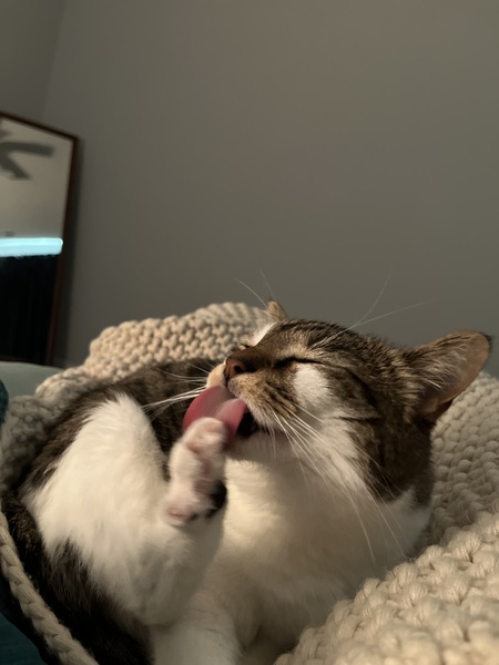 Entry image for Petunia MMA Featherbottom. Clicking this image will show a larger photo