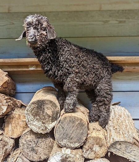 Entry image for Colonel Puckett. Clicking this image will show a larger photo