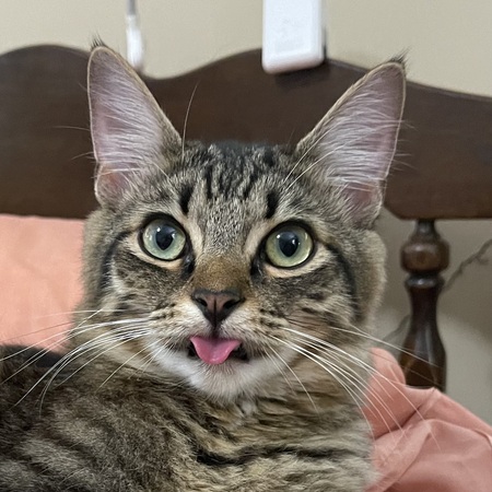 Entry image for Aries. Clicking this image will show a larger photo