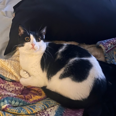 Entry image for Magikarp. Clicking this image will show a larger photo