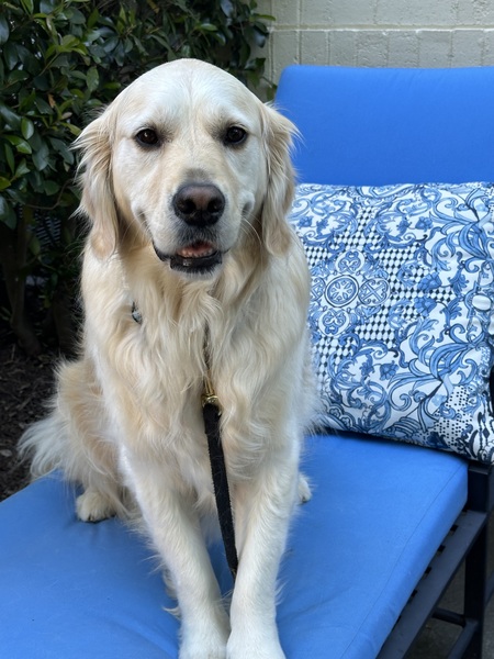 Entry image for Bucky. Clicking this image will show a larger photo