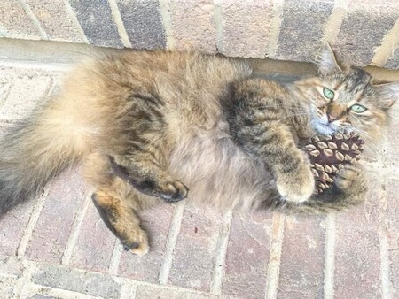 Entry image for Starfire. Clicking this image will show a larger photo