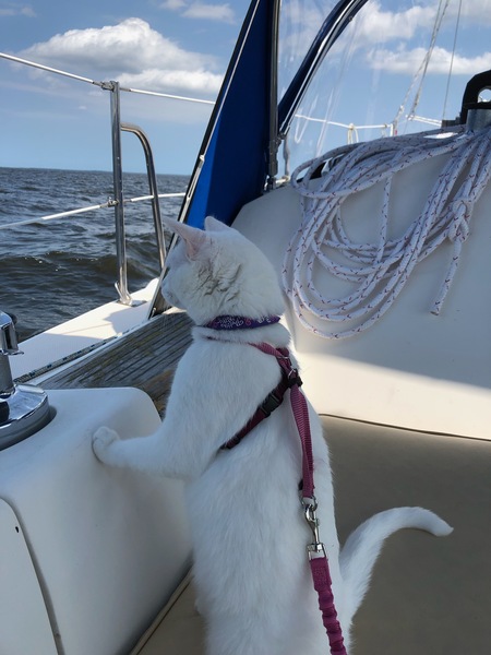 Entry image for Abby. Clicking this image will show a larger photo