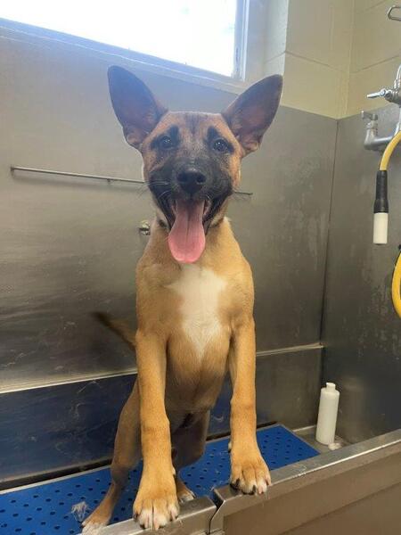 Entry image for Gracie. Clicking this image will show a larger photo