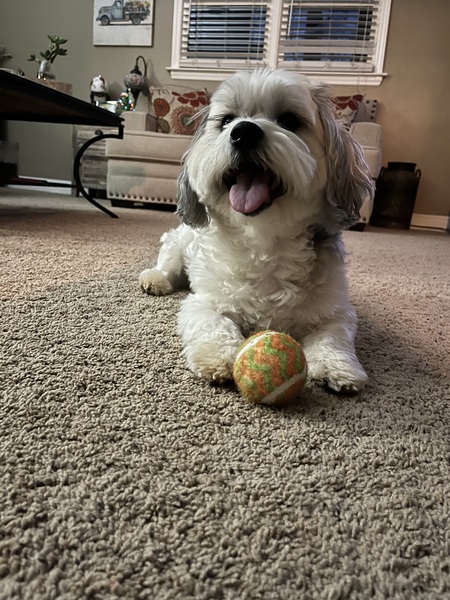 Entry image for Henry. Clicking this image will show a larger photo