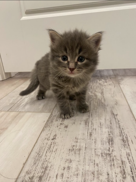 Entry image for Fork. Clicking this image will show a larger photo