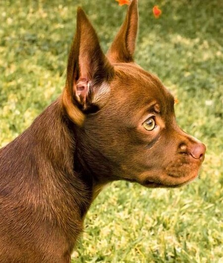 Entry image for Coco. Clicking this image will show a larger photo