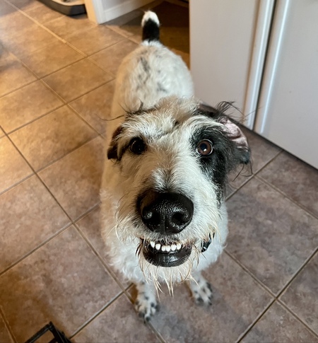 Entry image for Kramer. Clicking this image will show a larger photo