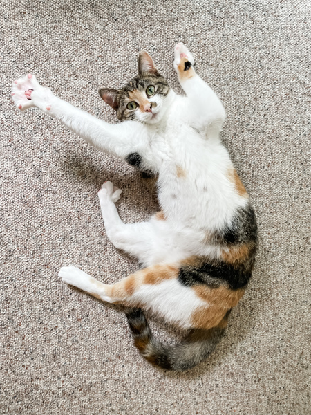 Entry image for Kiri. Clicking this image will show a larger photo