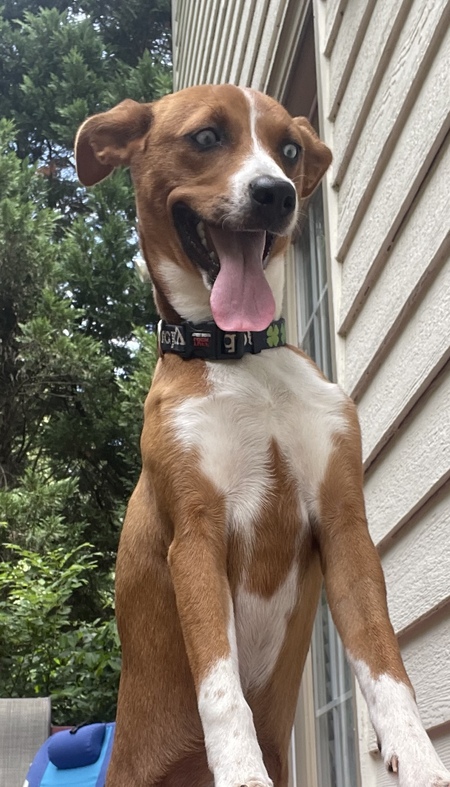 Entry image for Ryder . Clicking this image will show a larger photo