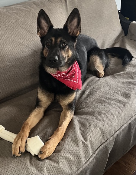 Entry image for Augustine “Auggie”. Clicking this image will show a larger photo