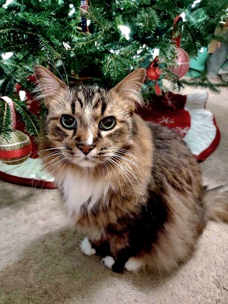 Entry image for Miles. Clicking this image will show a larger photo