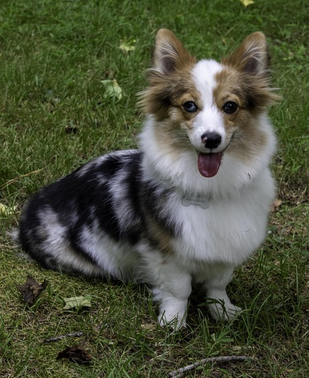 Entry image for Zelda. Clicking this image will show a larger photo