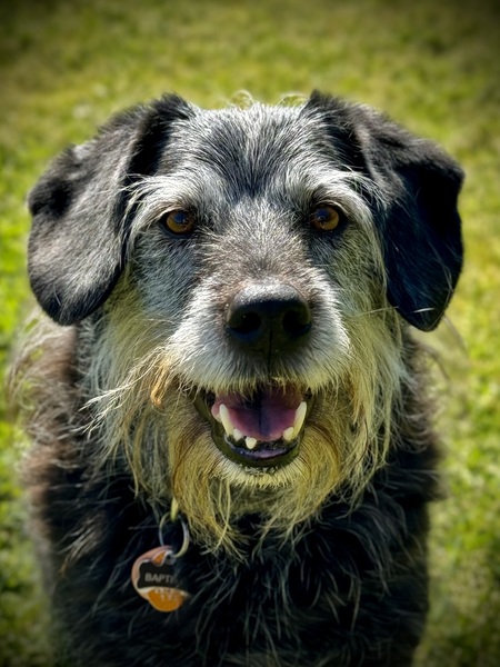 Entry image for Horatio. Clicking this image will show a larger photo