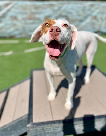 Entry image for Samson. Clicking this image will show a larger photo