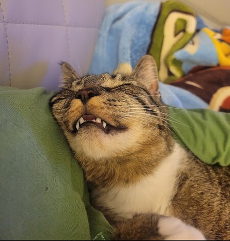 Entry image for Leo. Clicking this image will show a larger photo