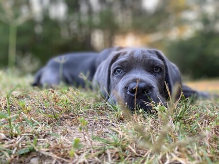 Entry image for Moonbeam. Clicking this image will show a larger photo