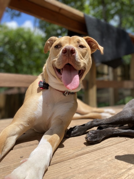 Entry image for Brody. Clicking this image will show a larger photo